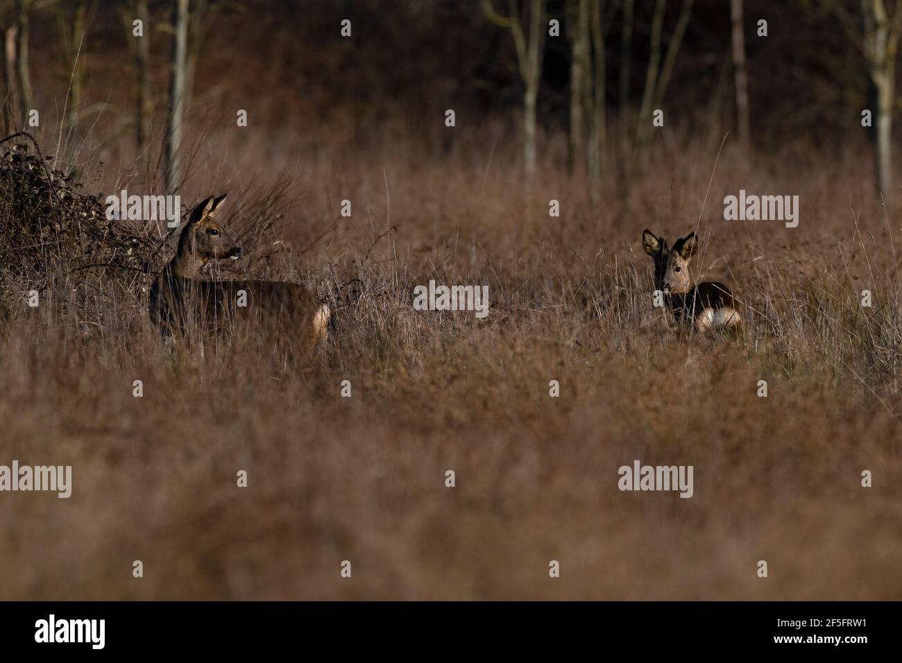 Roe Deer-Capranolus capranolus, homme et femme Banque D'Images
