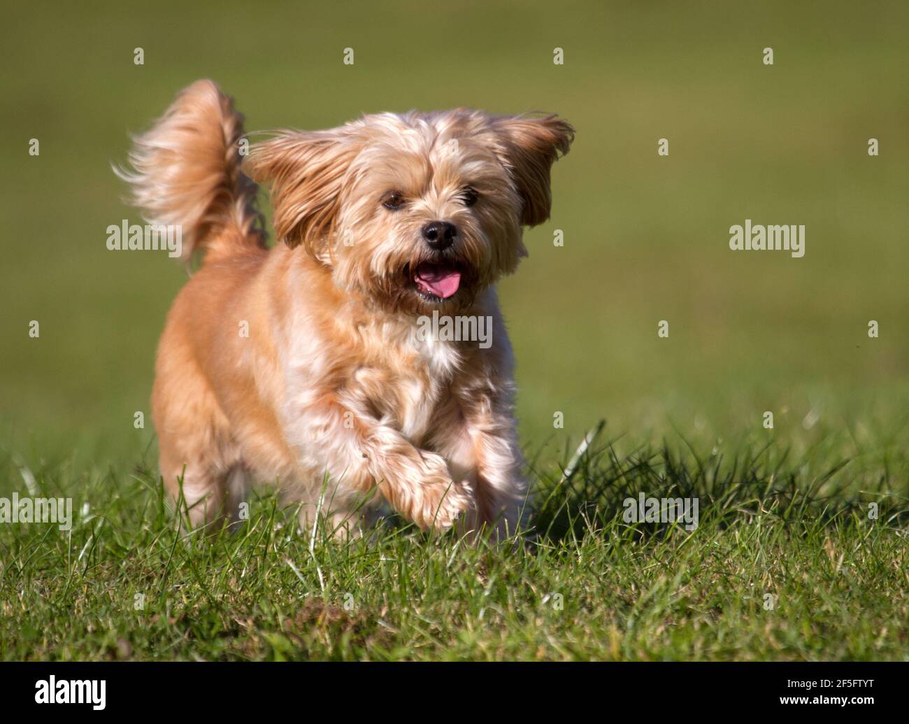Yorkshire terrier shih tzu Banque de photographies et d'images à haute  résolution - Alamy