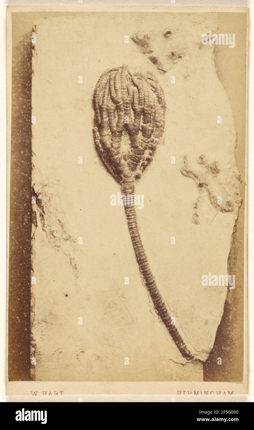 Fossile d'un crinoïde. William Hart (britannique, active Birmingham, Angleterre des années 1860) Banque D'Images