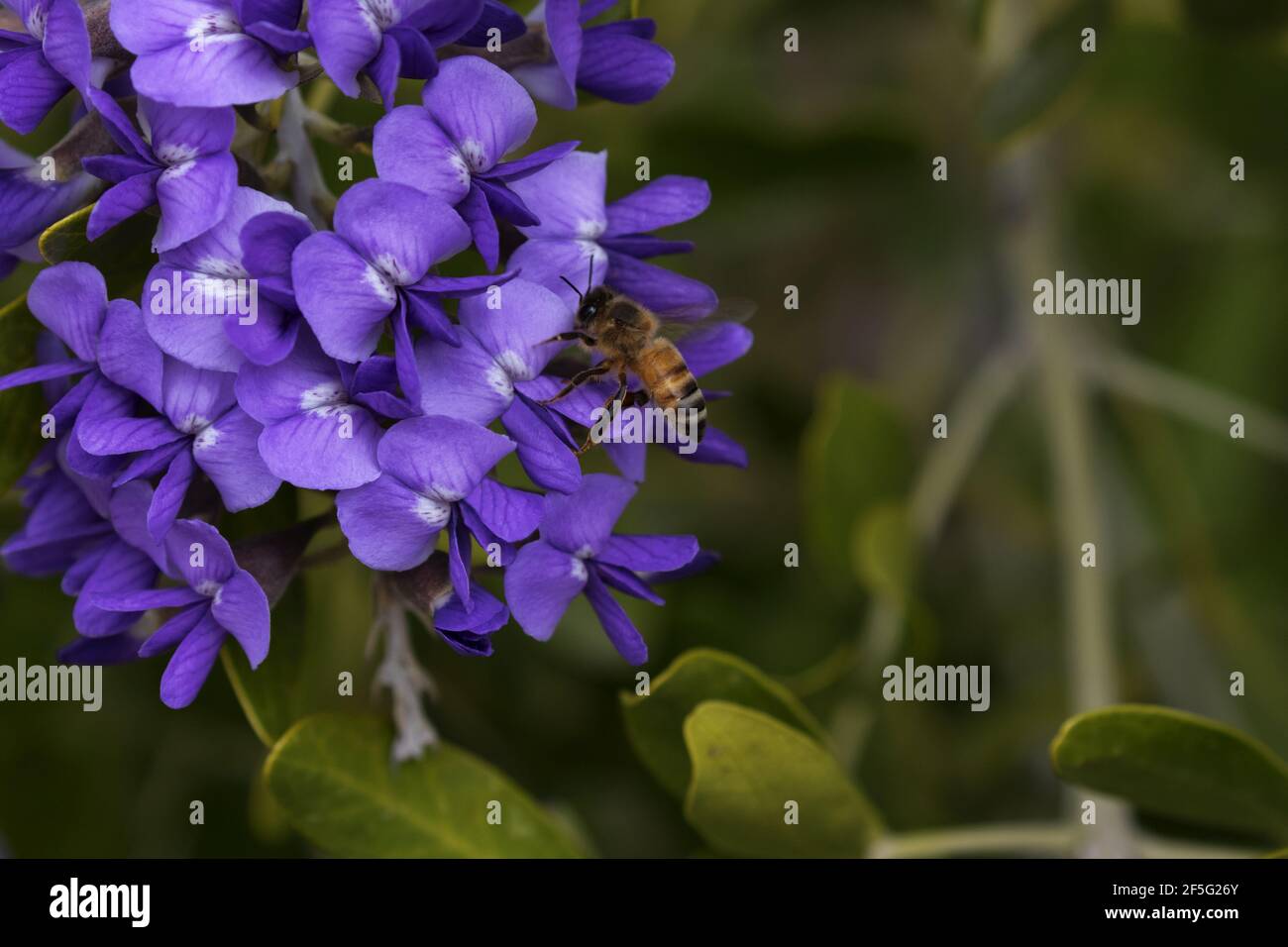 Bee rassemble le nectar de purateurs frais et pourpres de fkwers de Texas Mountain Laurel Tree, également connu sous le nom de Texas Mescalbean, à Tucson, Arizona Banque D'Images