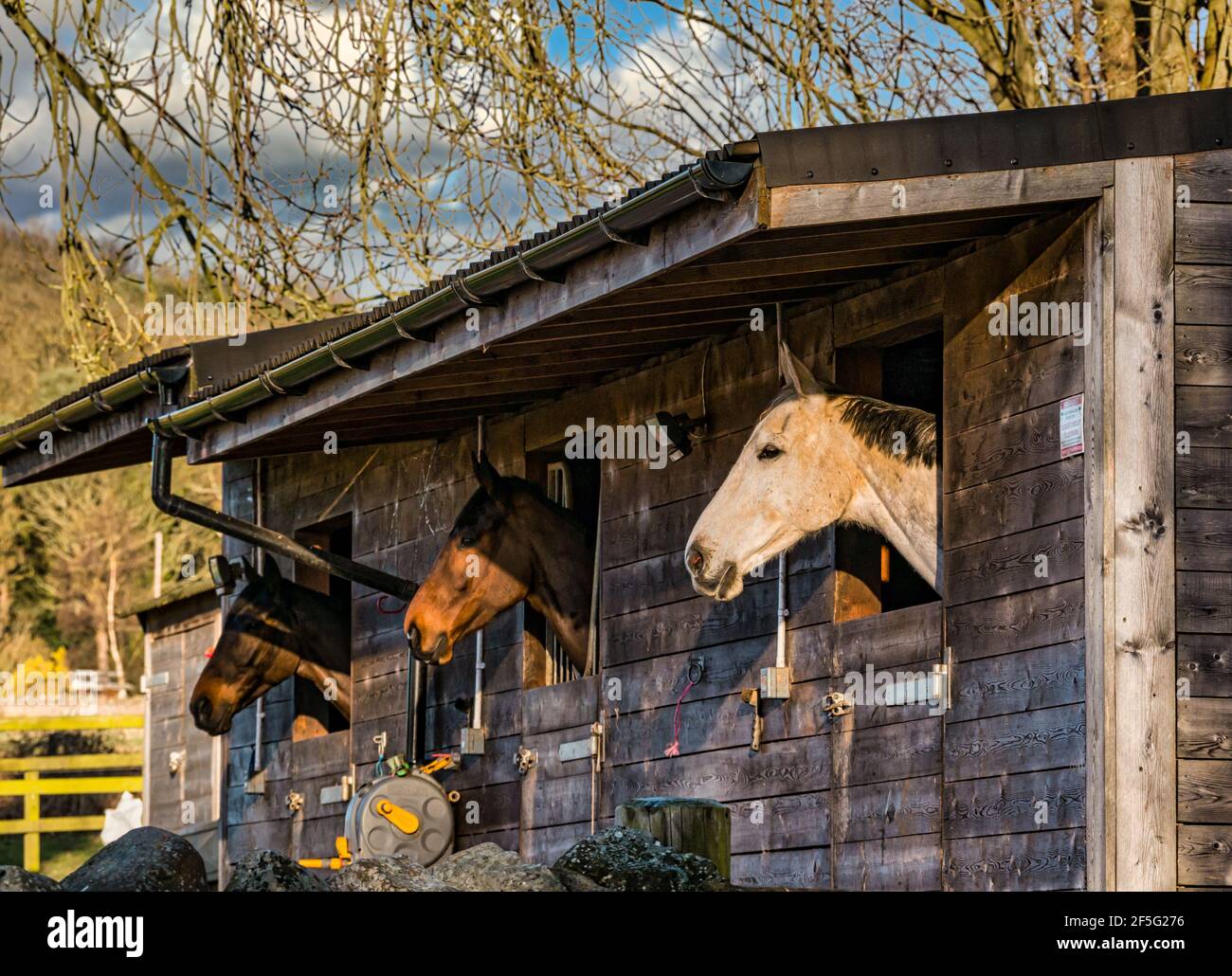 Trois chevaux en stable brassant la tête, East Lothian, Écosse, Royaume-Uni Banque D'Images