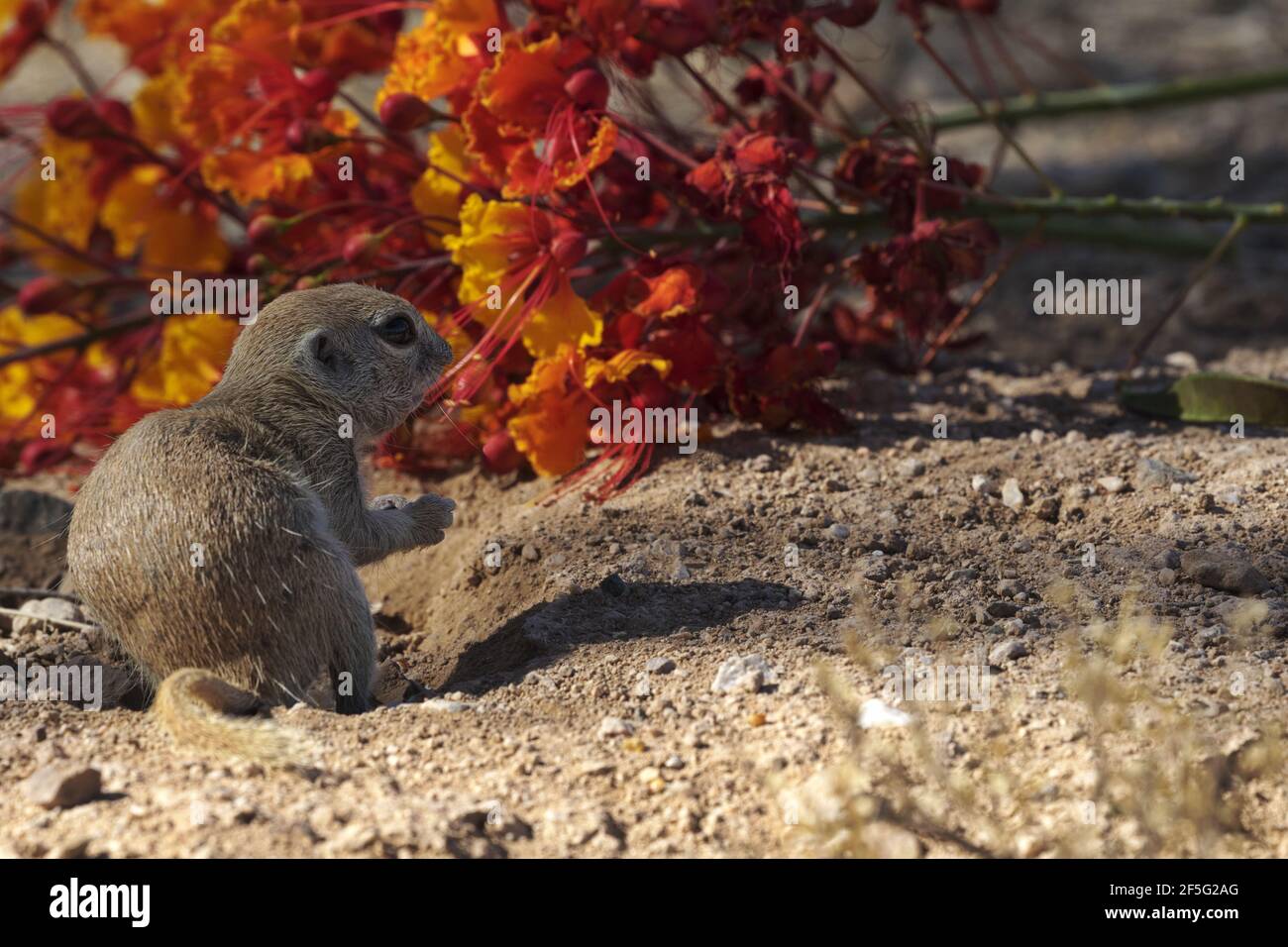 Arrière-plan de mammifère du sud-ouest avec espace de copie à droite; écureuil à queue ronde à gauche avec fleurs sur sable du désert en gros plan. Banque D'Images