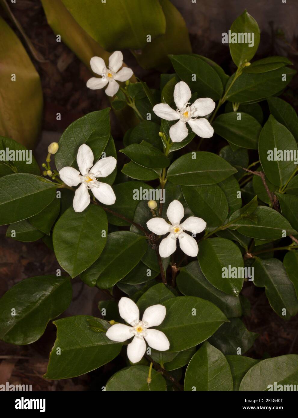 Fleurs blanches de l'arbuste subtropical à feuilles persistantes Wrightia antidysenterica, Arctic Snow sur fond de feuilles vert foncé Banque D'Images