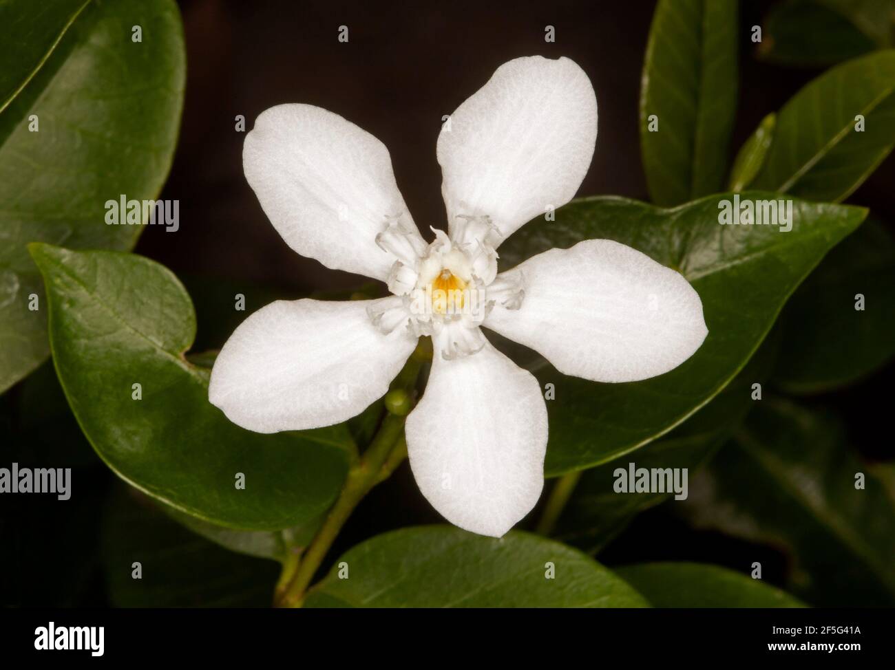 Fleur blanche d'arbuste subatrotropical à feuilles persistantes Wrightia antidysenterica, neige arctique sur fond de feuilles vert foncé Banque D'Images