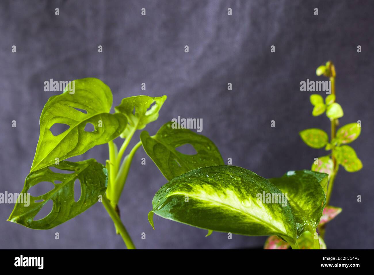 Monstera Adansoni laisse le fond, les plantes urbaines et de maison,  couleur verte Photo Stock - Alamy