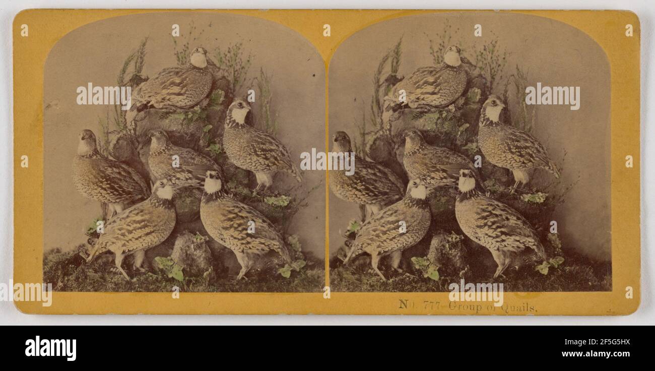 Groupe de Quails.. Benjamin West Kilburn (américain, 1827 - 1909) Banque D'Images