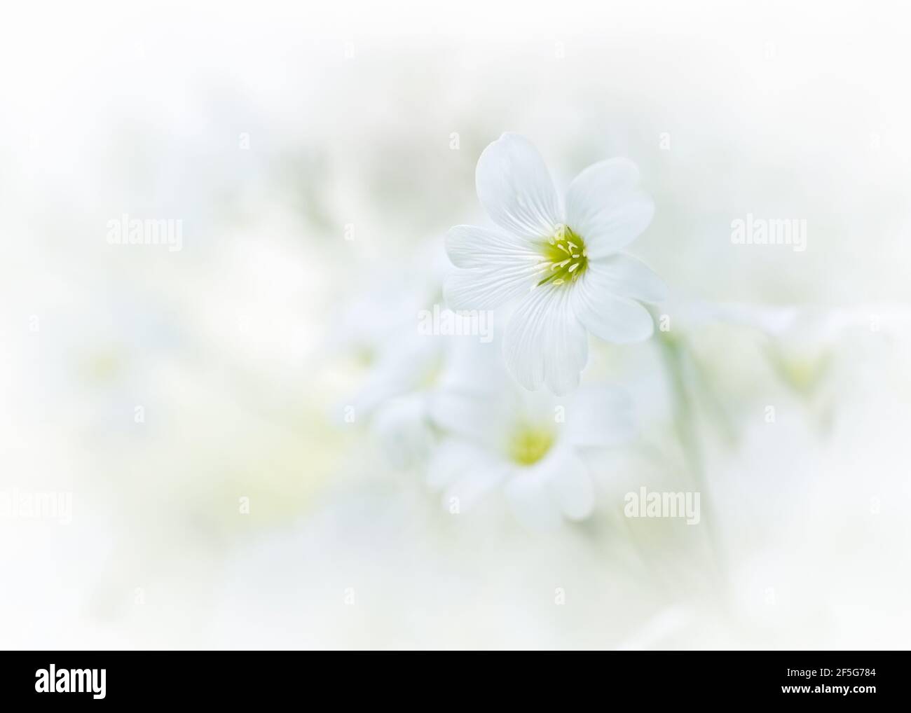 Joli gros plan macro du minuscule tomentosum blanc, également connu sous le nom de neige dans les fleurs d'été. Banque D'Images