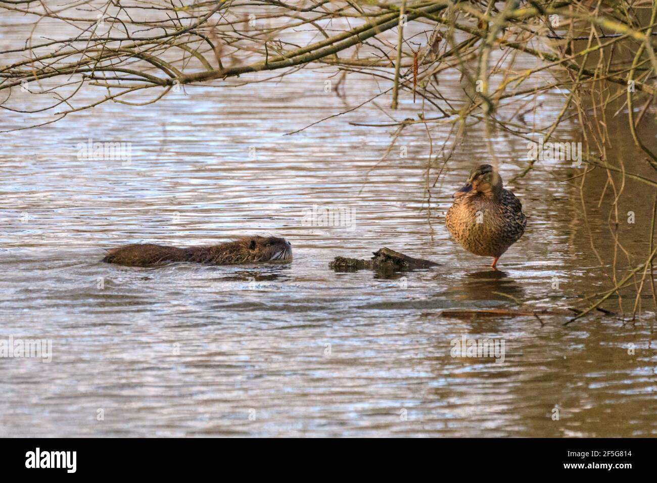 Haltern am See, NRW, Allemagne. 26 mars 2021. Un jeune coypu (Myocastor coypus), également connu sous le nom de nutria ou de castors marécageux, se dirige vers un canard pallard à l'aspect peu impressionné. Une famille de coypus avec cinq juvéniles a pris résidence au lac Haltern l'automne dernier et peut souvent être repéré nager et se fourrager pour les glands et les feuilles. Les températures en NRW sont réglées pour rester relativement chaudes et ensoleillées. Credit: Imagetraceur/Alamy Live News Banque D'Images