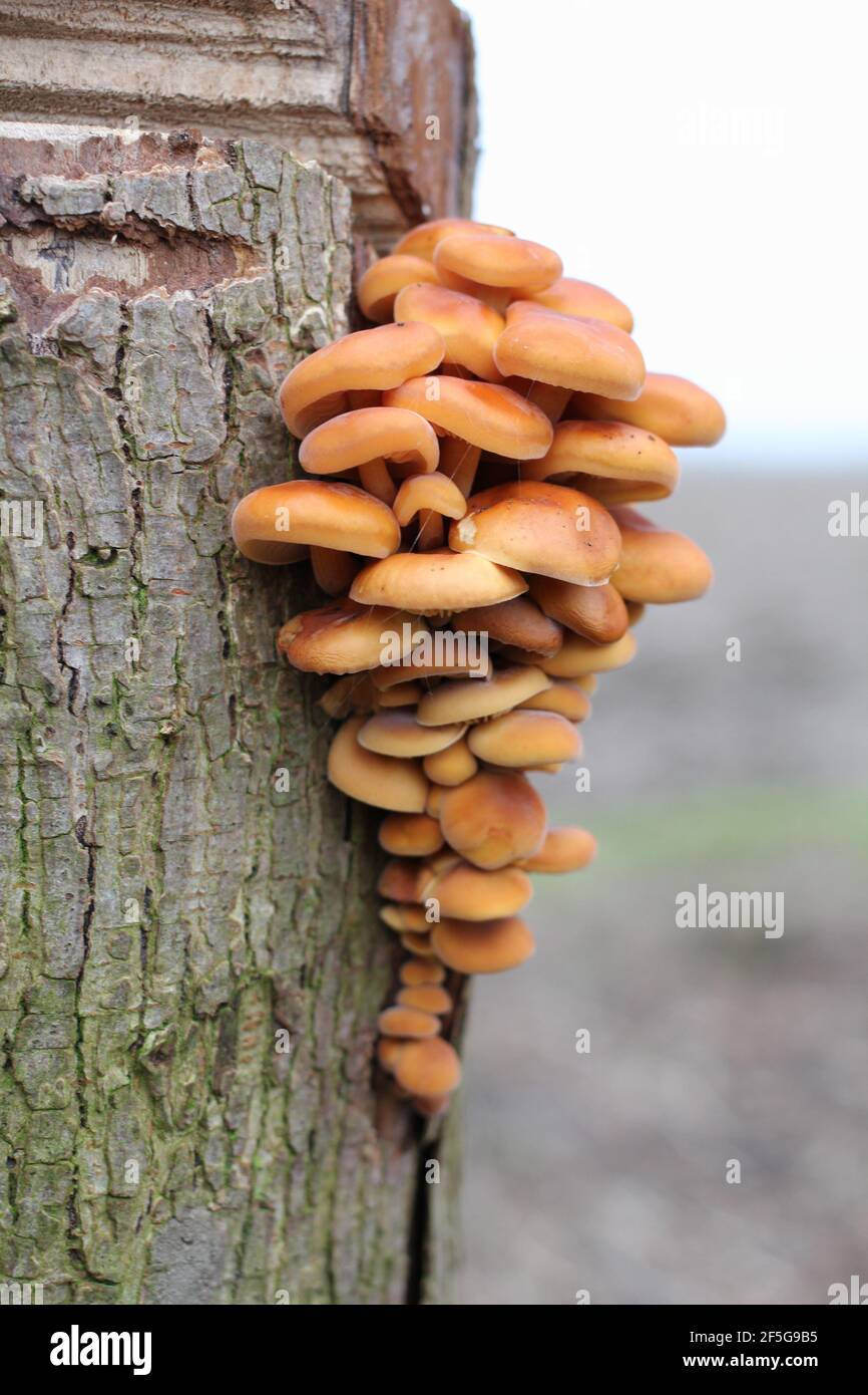 un grand groupe de champignons bruns « tuft de mulphur » sur un tronc d'arbre en hiver Banque D'Images