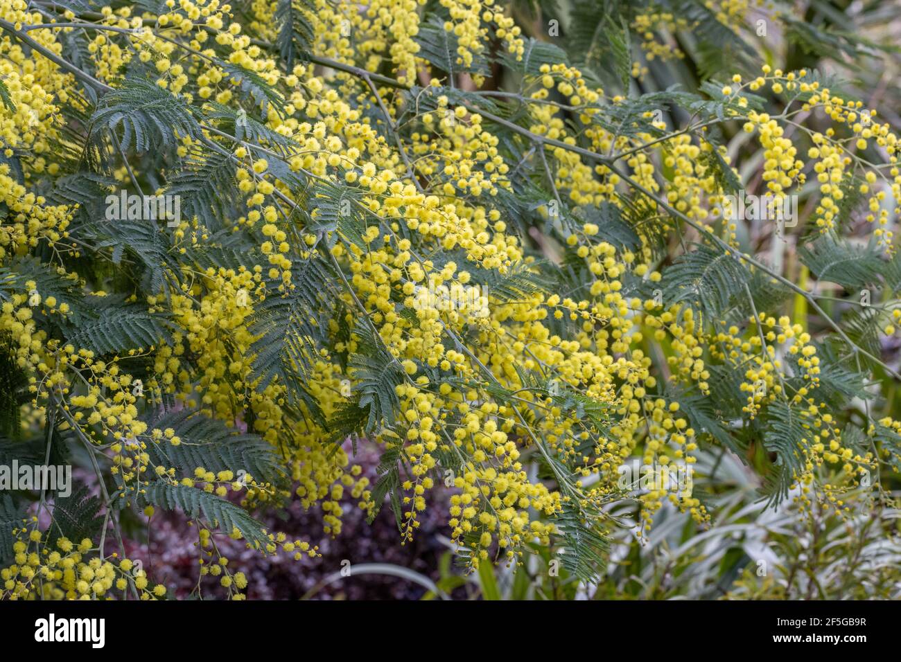 Masse de fleurs d'Acacia delbata au printemps Banque D'Images