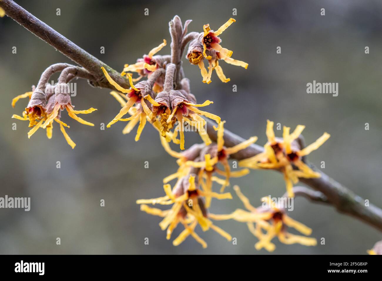 Gros plan de délicate Hamamelis vernalis Sandra fleurs en hiver Banque D'Images