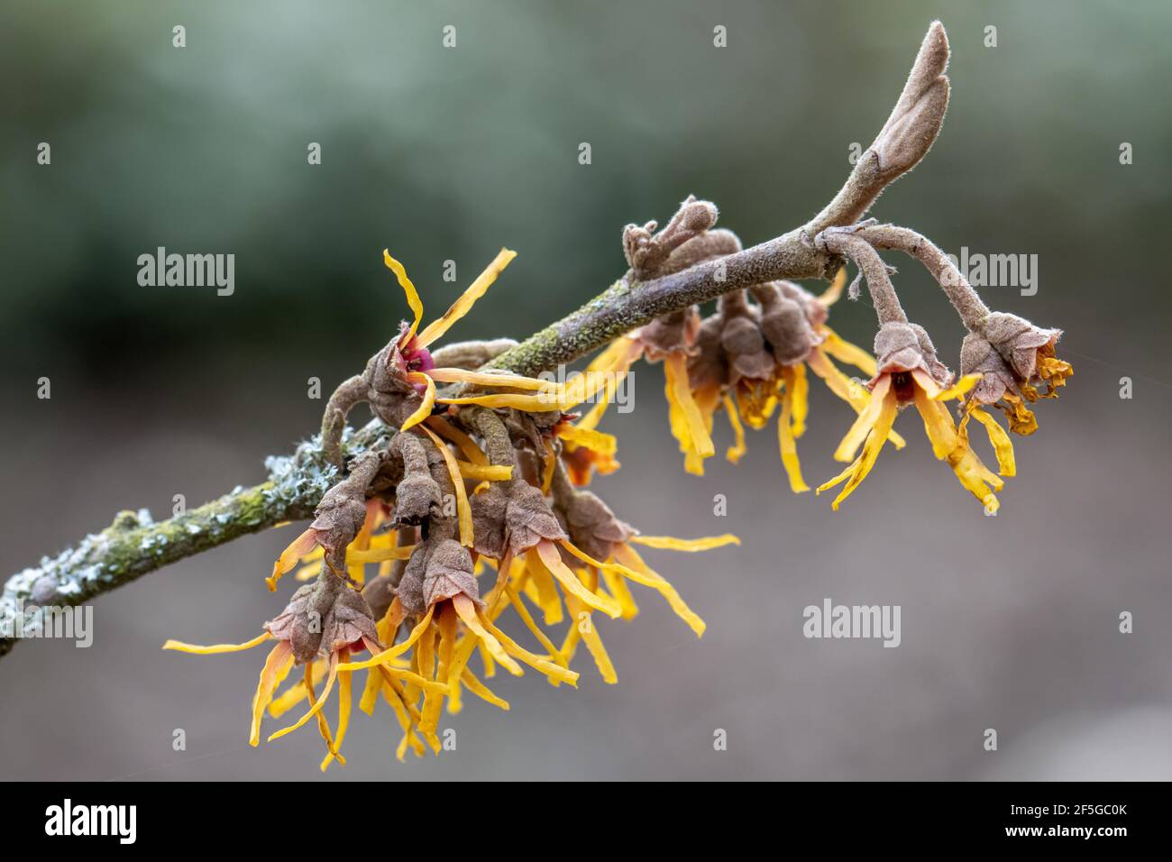 Gros plan de délicate Hamamelis vernalis Sandra fleurs en hiver Banque D'Images