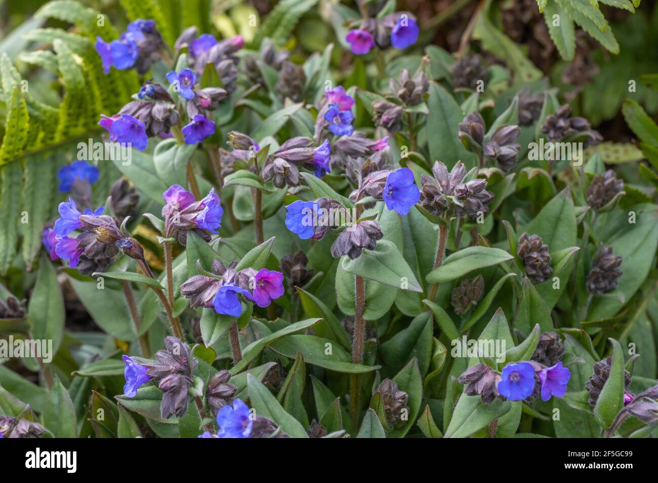 Masse de fleurs de Pulmonaria Blue Ensign au printemps Banque D'Images