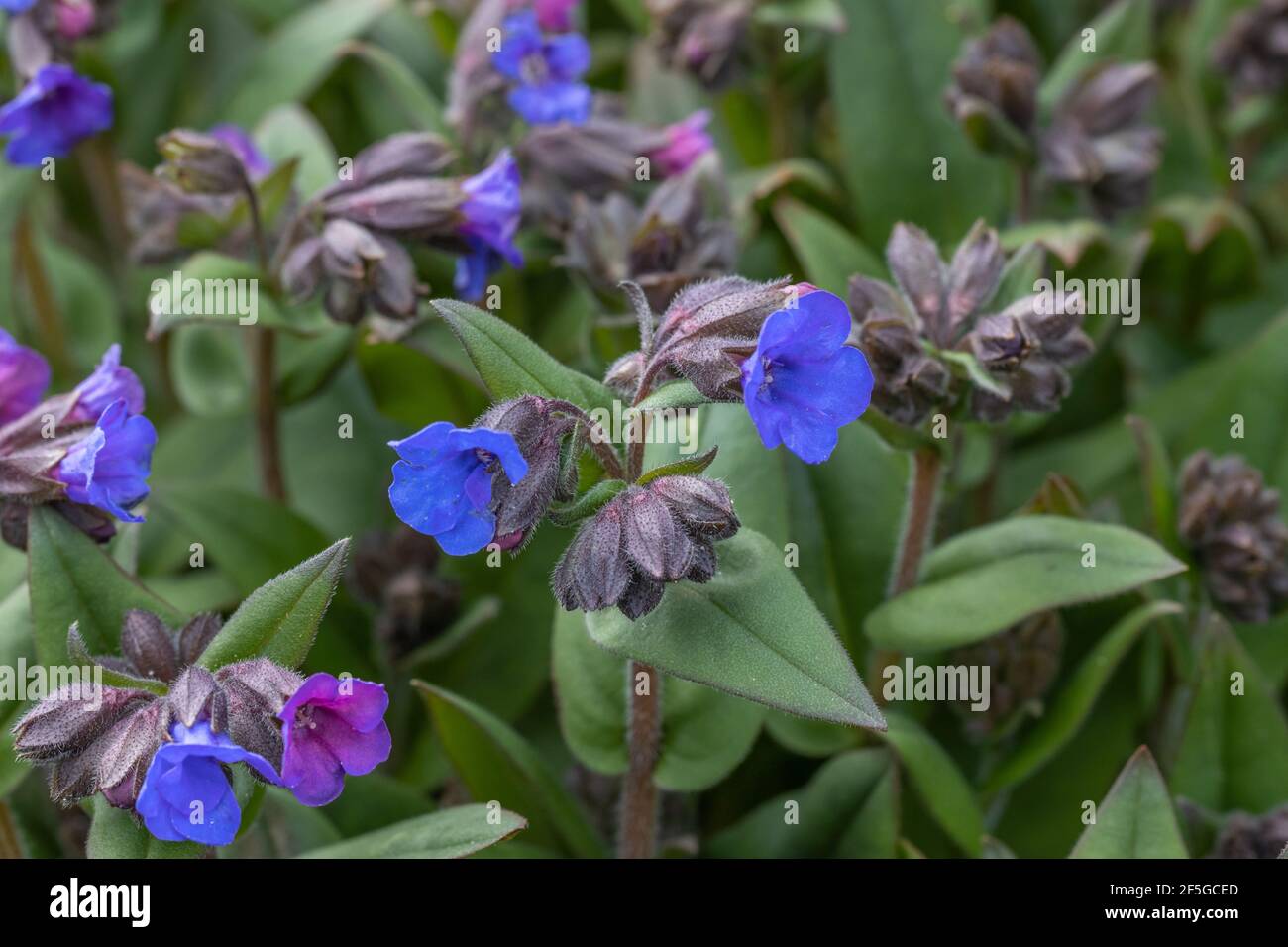 Masse de fleurs de Pulmonaria Blue Ensign au printemps Banque D'Images