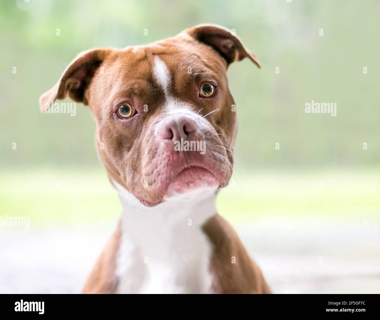 Un boxer rouge et blanc x Pit Bull Terrier mélangé chien de race regardant la caméra avec une inclinaison de tête Banque D'Images