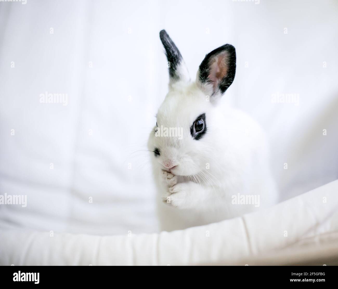 Un mignon noir et blanc Dwarf lapin toilettage lui-même et lavage de son visage Banque D'Images