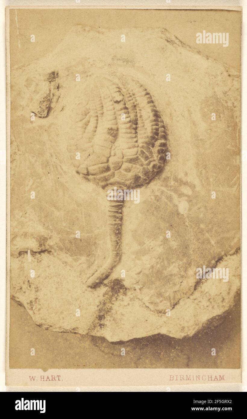 Fossile d'un crinoïde. William Hart (britannique, active Birmingham, Angleterre des années 1860) Banque D'Images