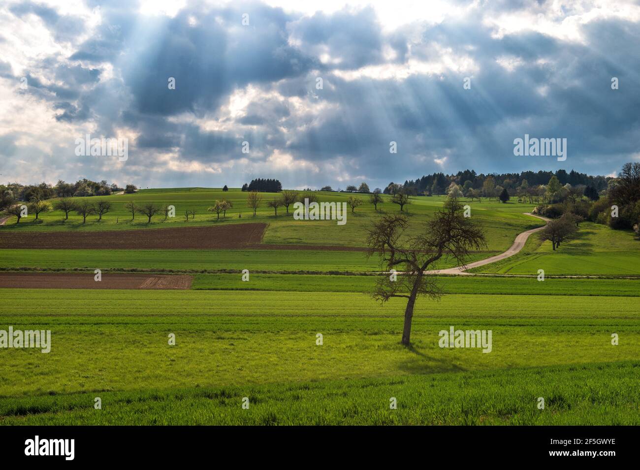Paysage de printemps. Champ vert et ciel bleu spectaculaire avec rayons du soleil Banque D'Images
