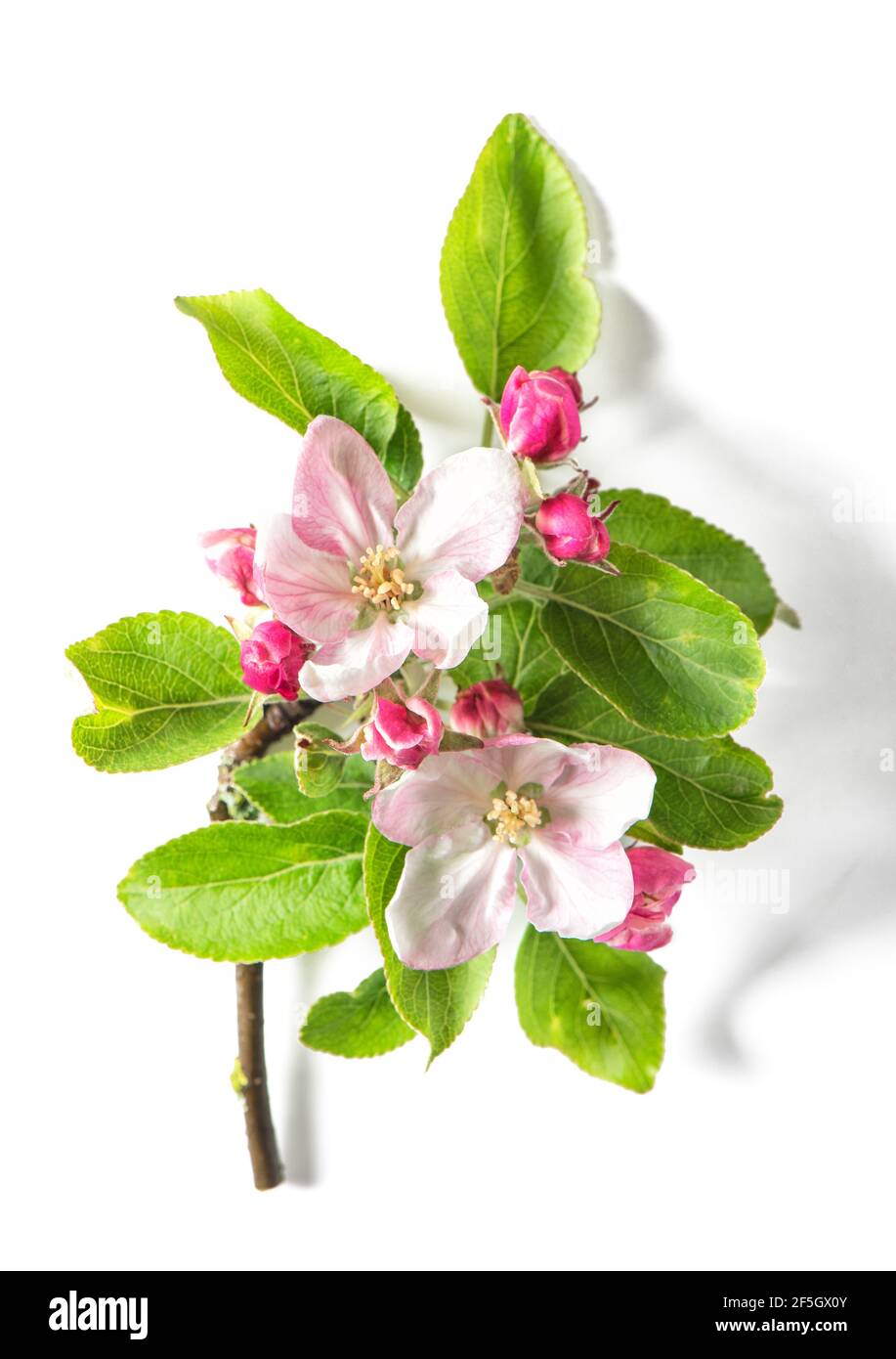 Fleurs de printemps. Pommier fleuri avec des feuilles vertes sur fond blanc Banque D'Images
