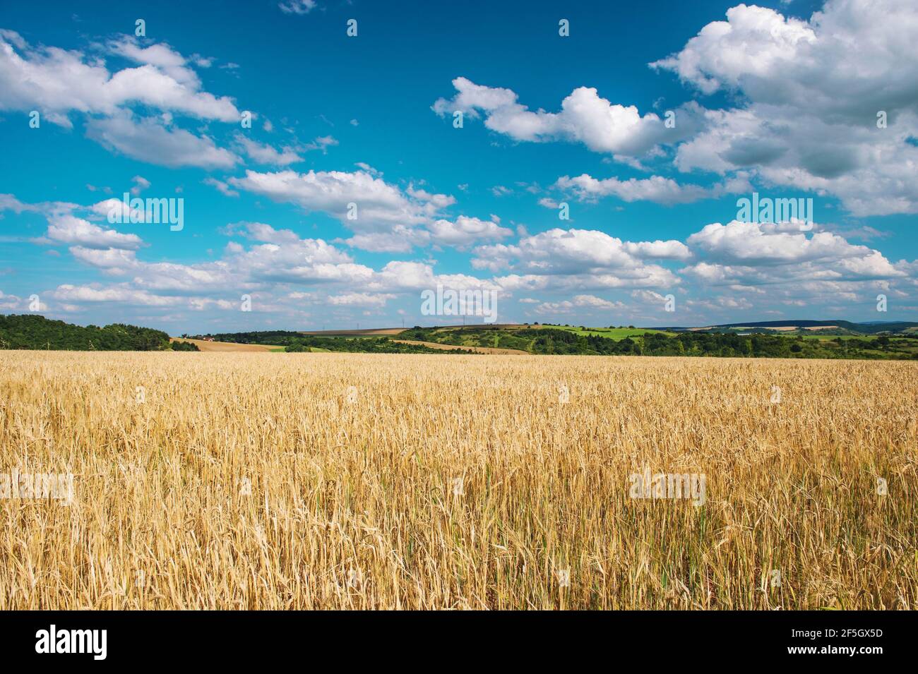 Paysage d'automne avec champ de blé et ciel bleu Banque D'Images