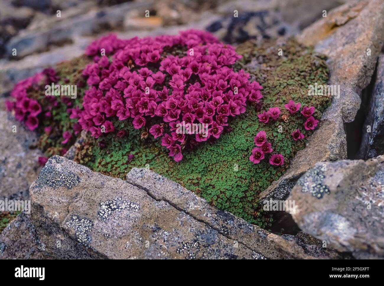 Gorman's Dwarf-Primrose, Douglasia gormanii, dans une pente de talus à Gates of the Arctic National Park, Brooks Range, Alaska, États-Unis Banque D'Images