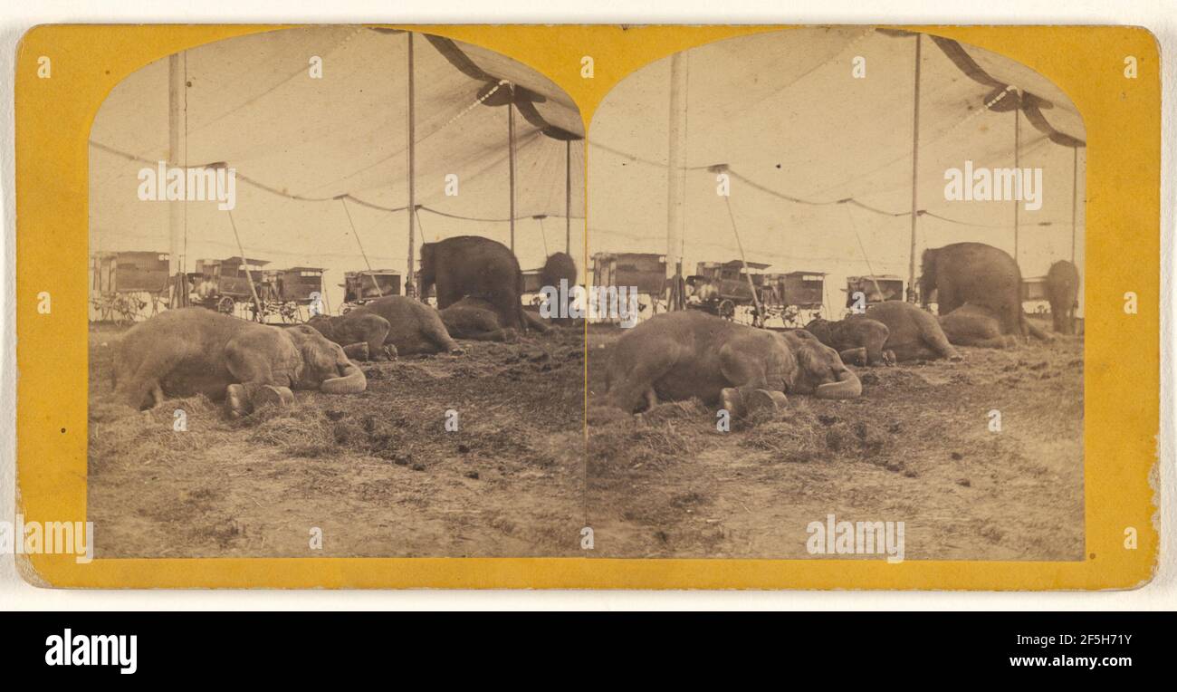 Les éléphants s'écoutent sous le Big Top. Nathaniel Morgan (américain, actif des années 1860 à 1870) Banque D'Images