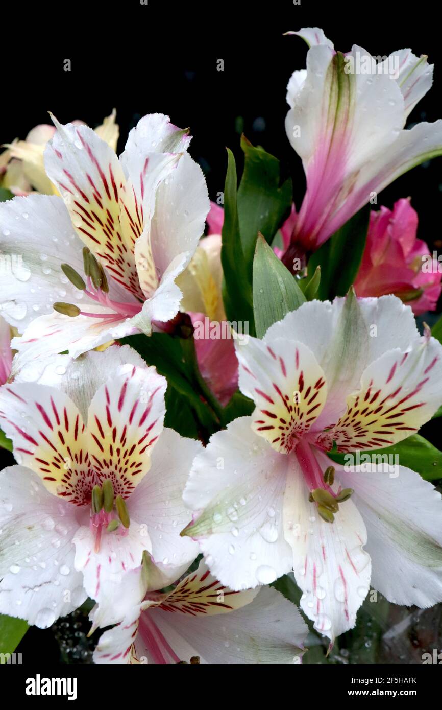 Alstroemeria ‘Casablanca’ Lily péruvienne Casablanca – fleur blanche en forme d’entonnoir avec mouchetures cramoisi, mars, Angleterre, Royaume-Uni Banque D'Images
