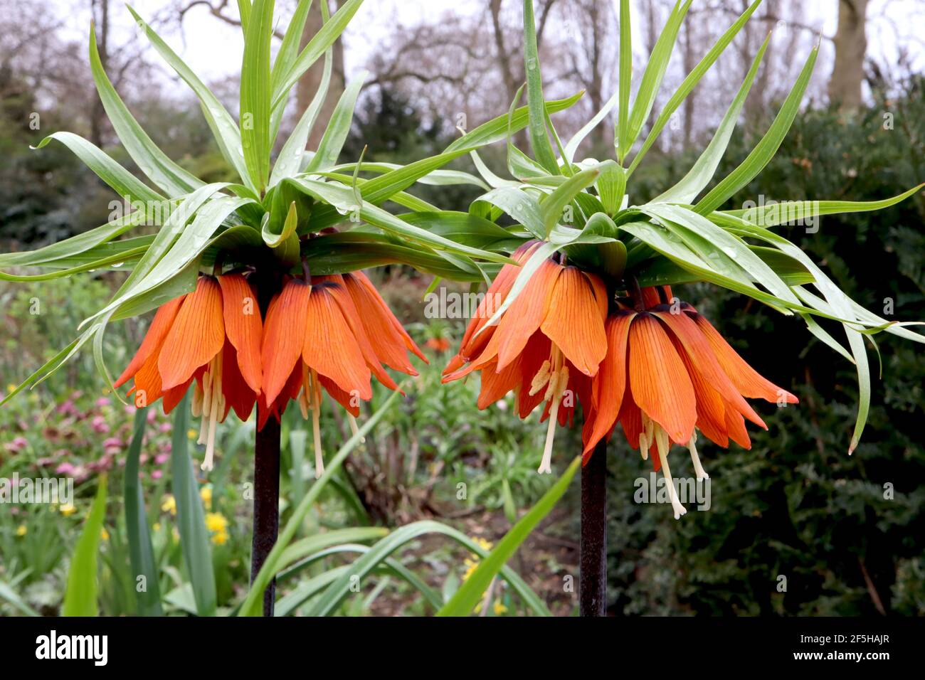 Fritilaria imperarialis Orange Beauté Crown Imperial Orange Beauté - fleurs géantes en forme de cloche orange avec couronne de feuilles, mars, Angleterre, Royaume-Uni Banque D'Images