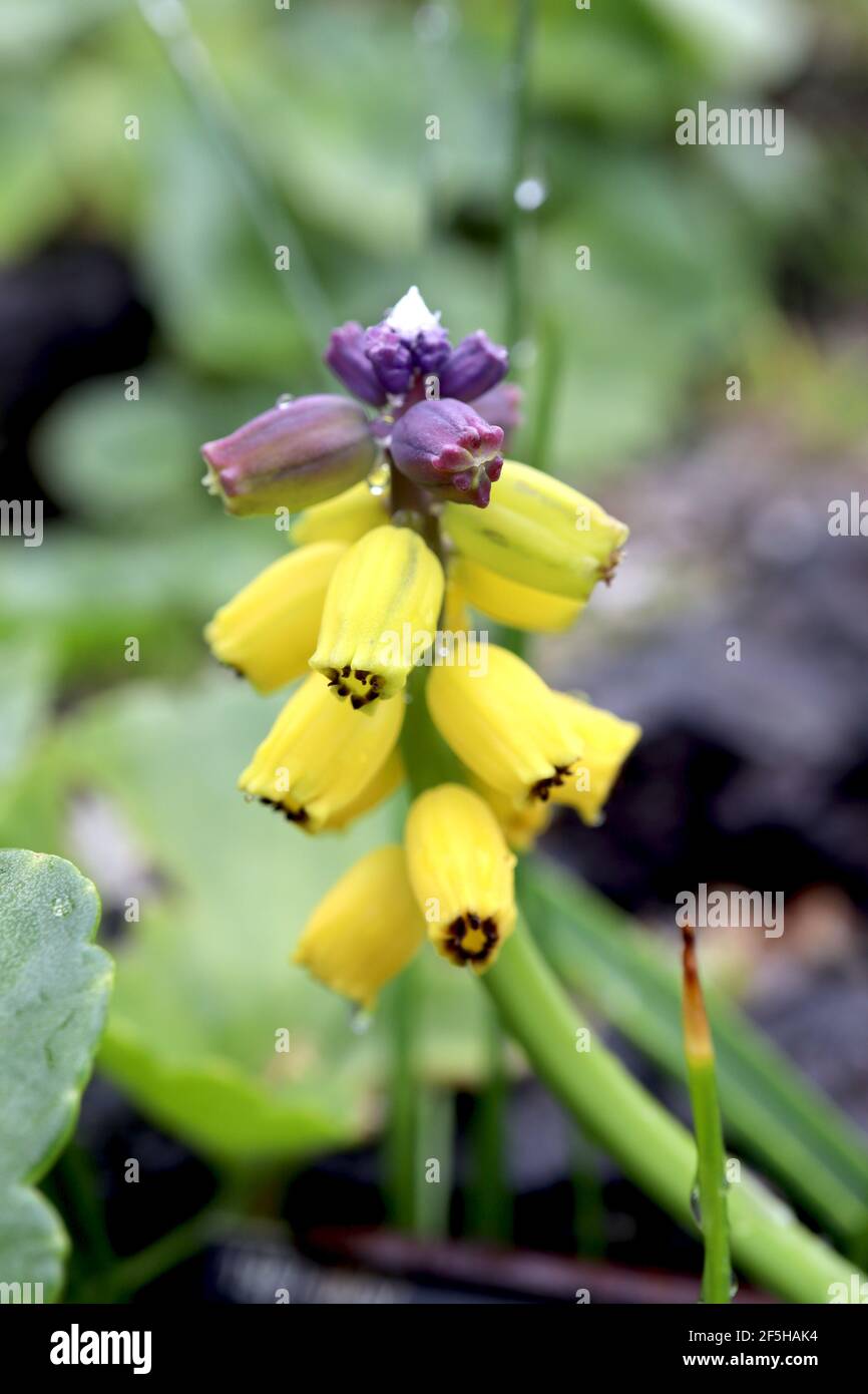 Muscari macrocarpum jacinthe de raisin « Golden Fragrance » parfum doré - minuscules fleurs violettes et jaunes en forme d'urne, mars, Angleterre, Royaume-Uni Banque D'Images