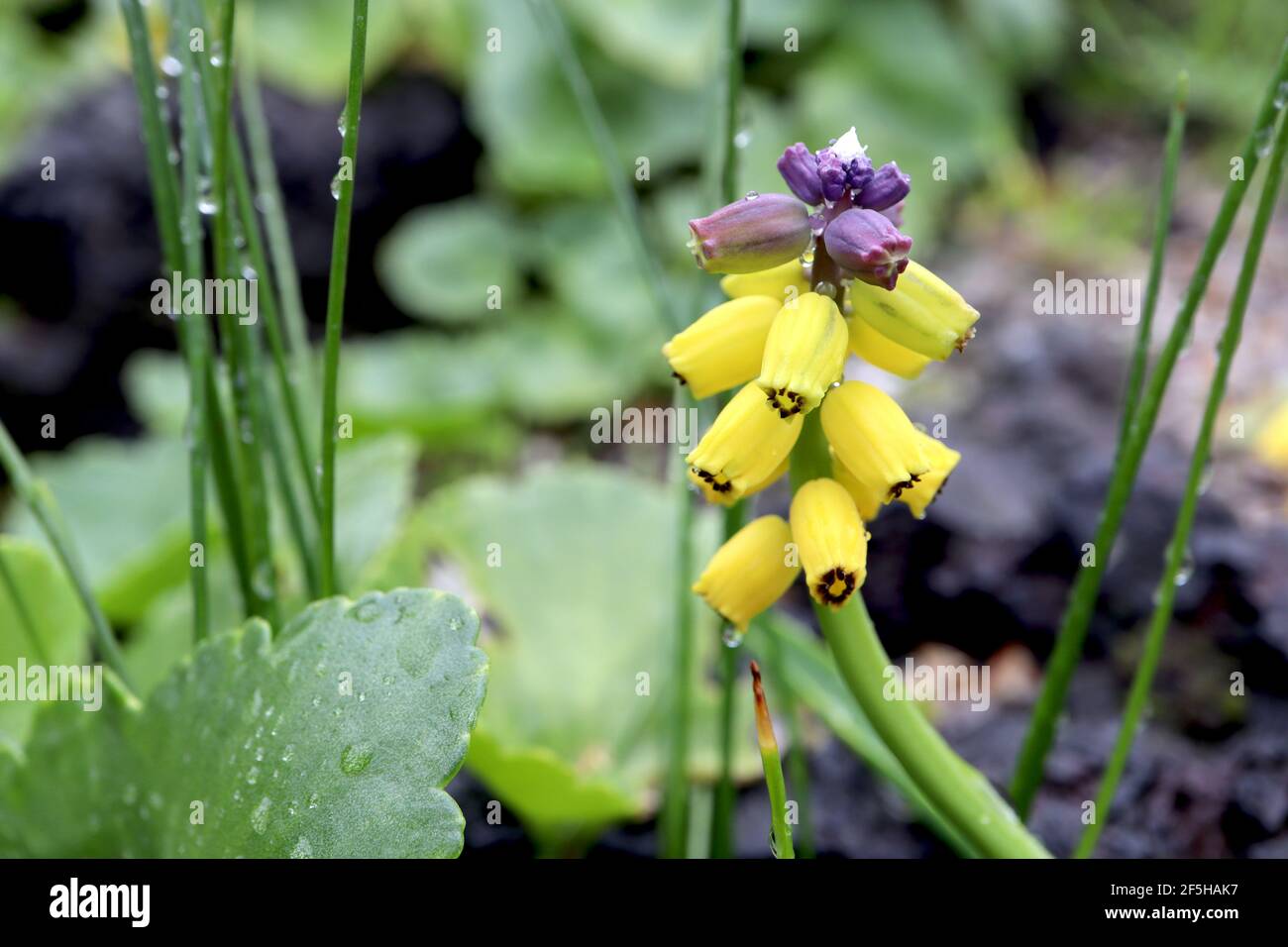 Muscari macrocarpum jacinthe de raisin « Golden Fragrance » parfum doré - minuscules fleurs violettes et jaunes en forme d'urne, mars, Angleterre, Royaume-Uni Banque D'Images