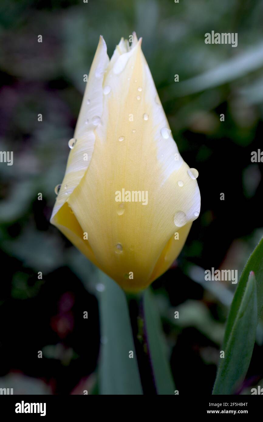 Tulipa ‘crème à la vanille’ Greigii 14 tulipe à la crème à la vanille – tulipes jaunes à marges blanches, tige violet foncé, mars, Angleterre, Royaume-Uni Banque D'Images