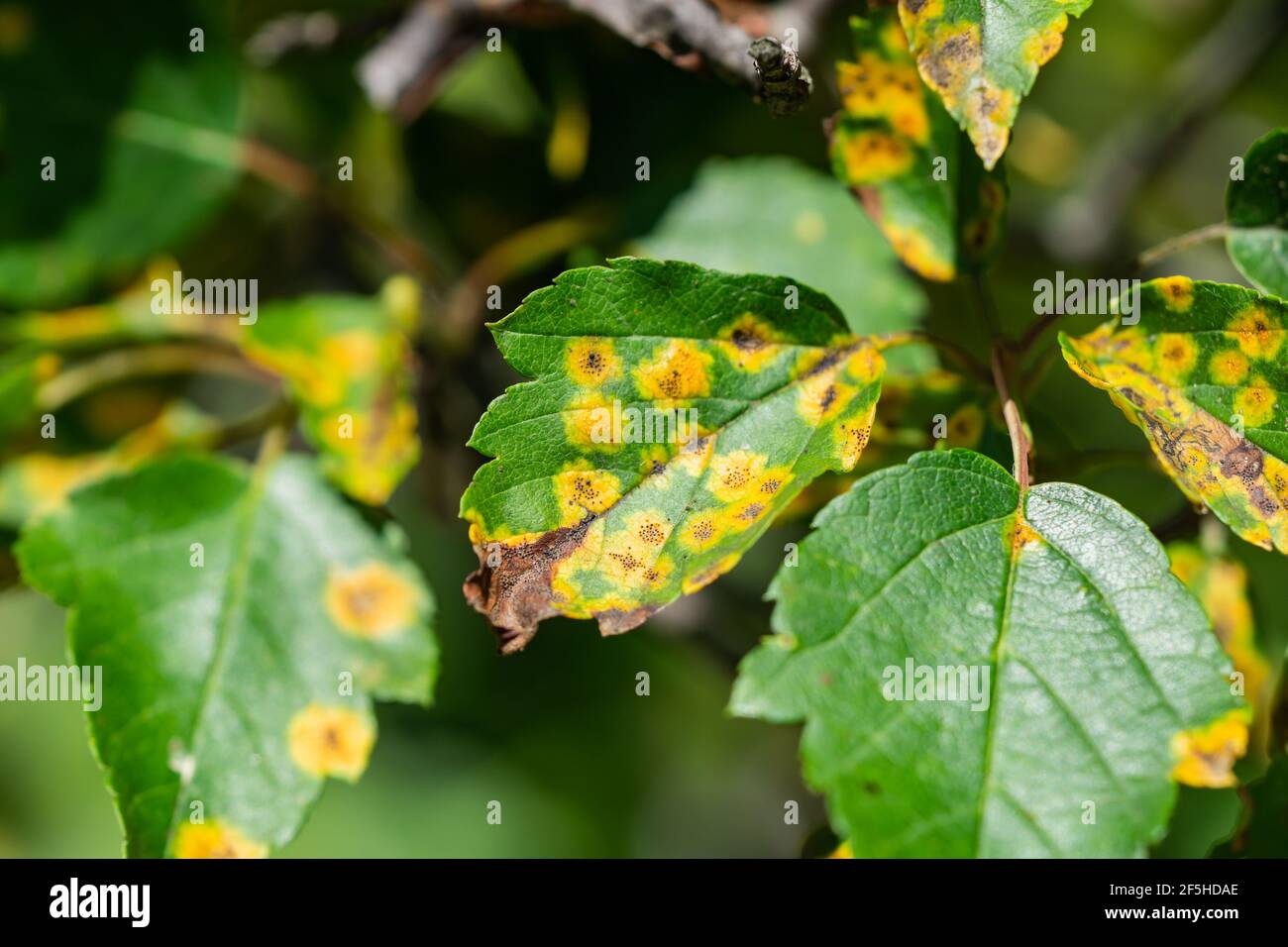 Rouille de l'aubépine sur les feuilles de l'aubépine Banque D'Images