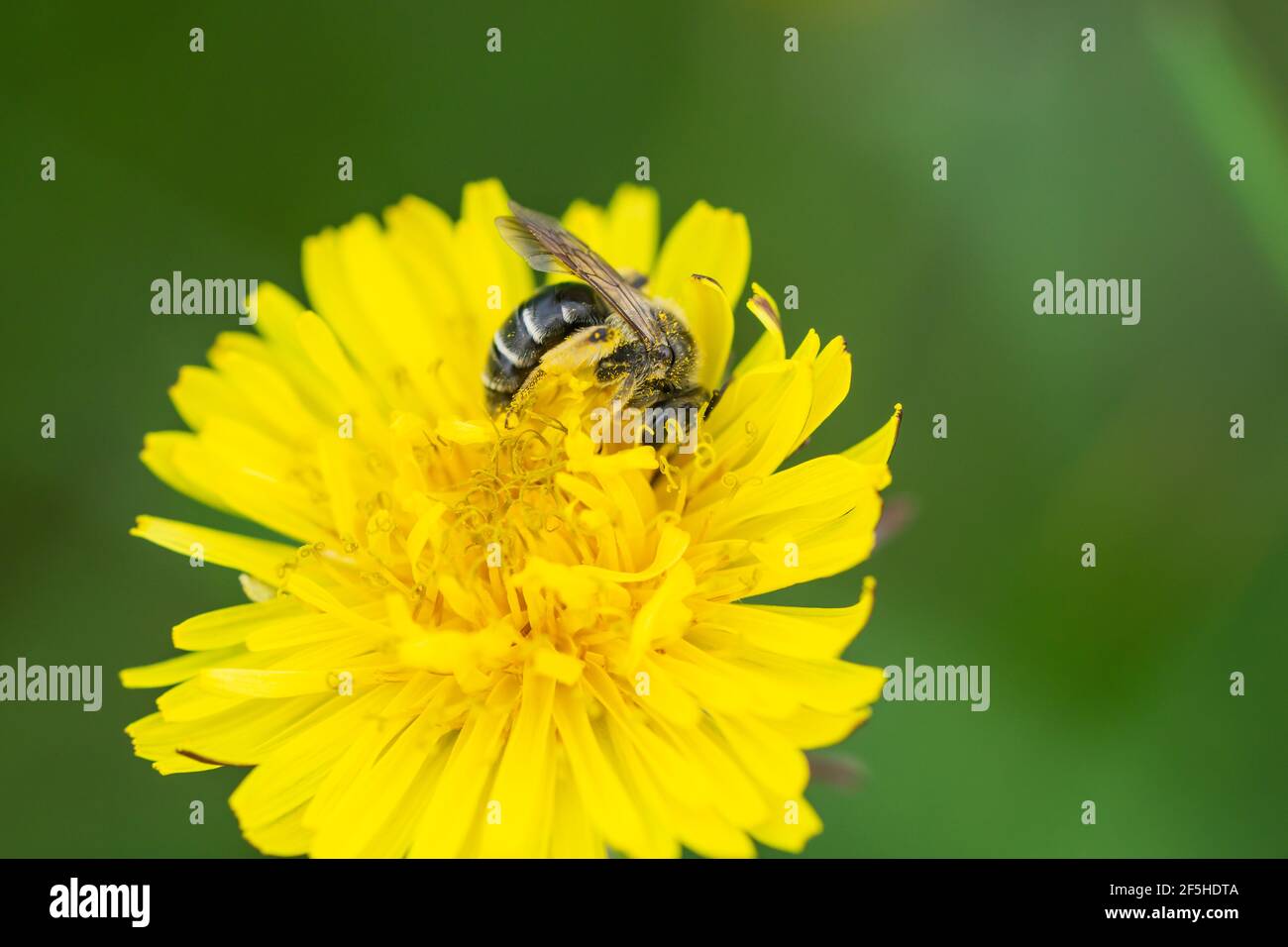 Exploitation des abeilles sur les fleurs de pissenlit au printemps Banque D'Images