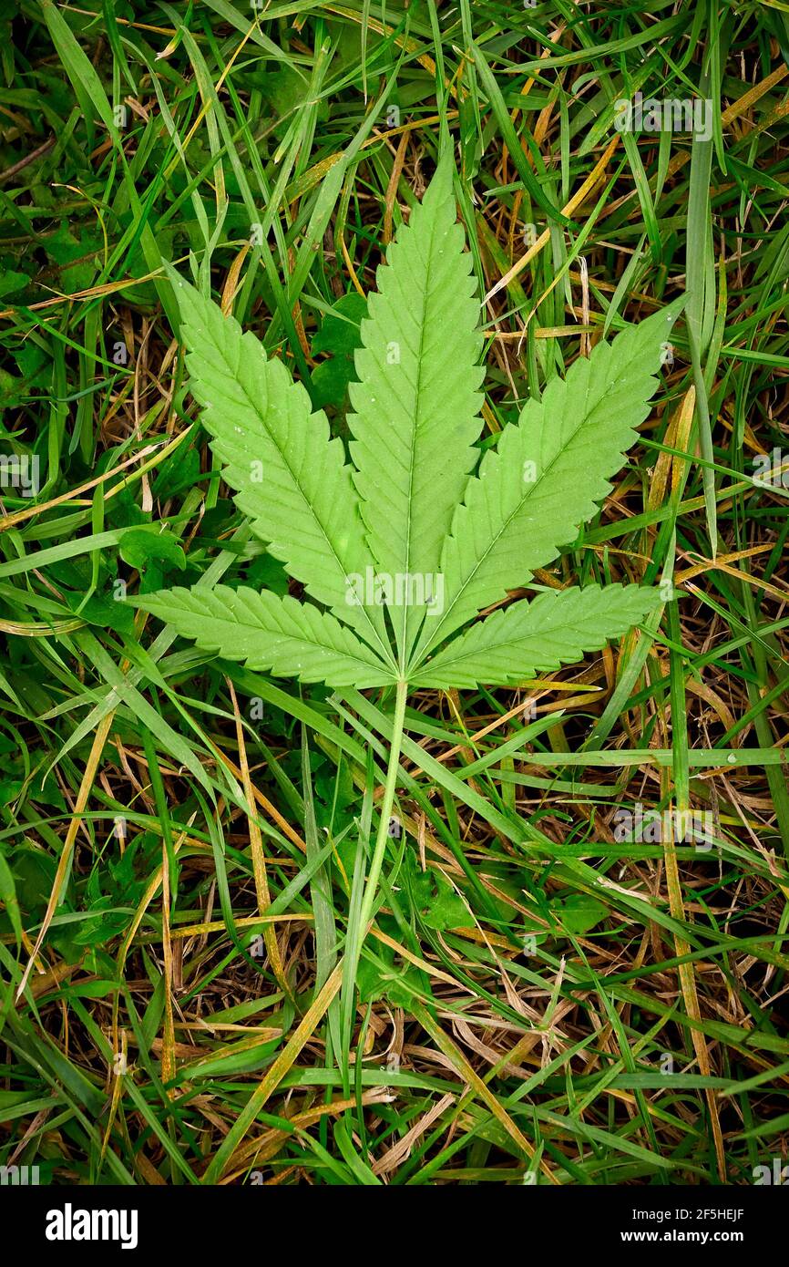 Feuille de cannabis sur l'herbe, plante en gros plan, marijuana Banque D'Images