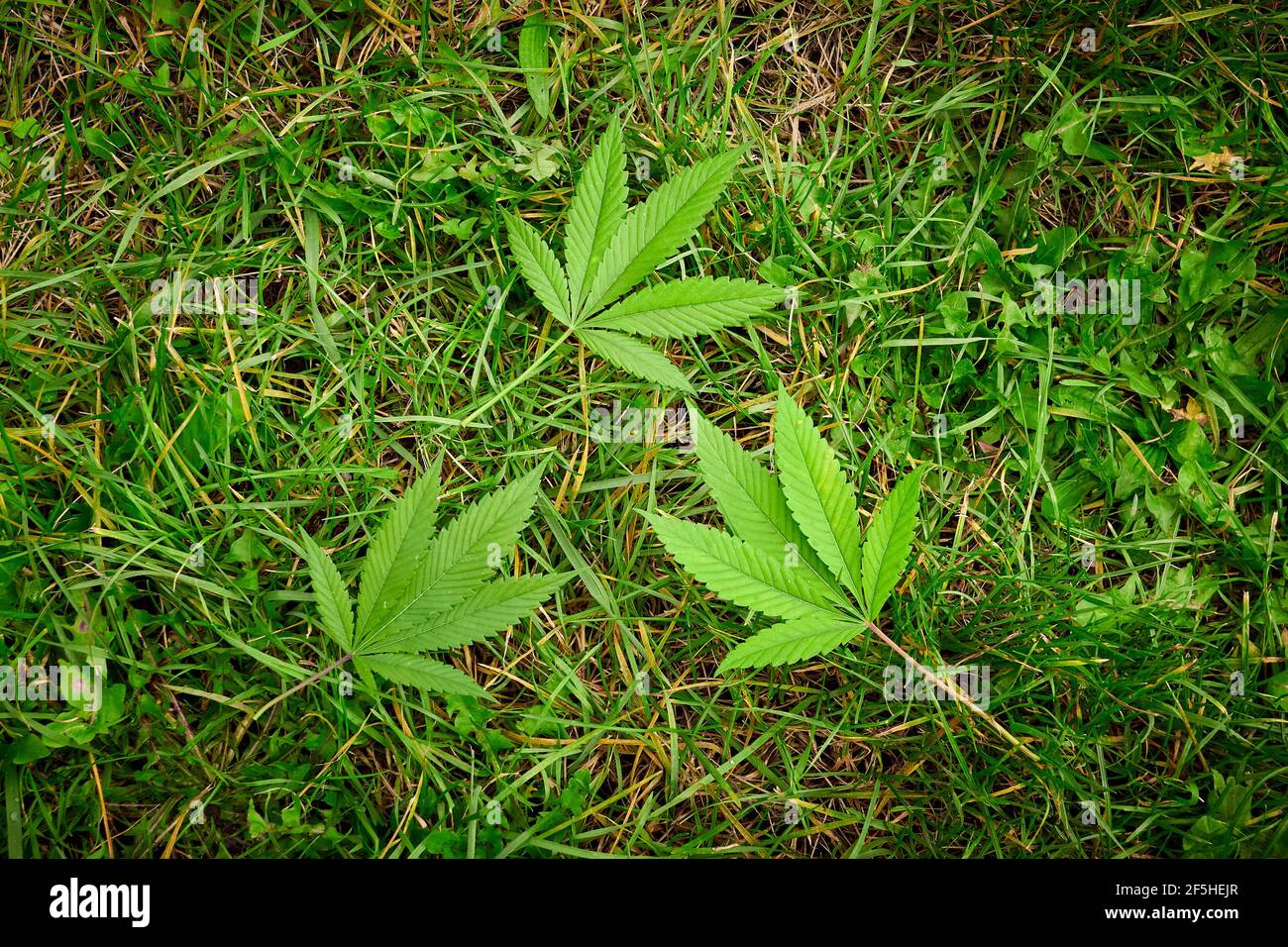 Le cannabis laisse sur l'herbe, plante en gros plan, marijuana Banque D'Images