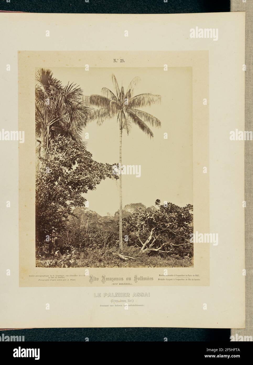 Le Palmier Assai. Albert Frisch (allemand, 1840 - 1918) Banque D'Images