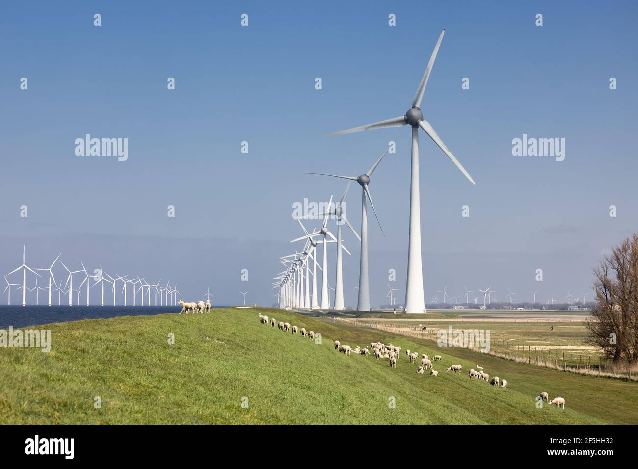 Digue hollandaise le long d'Ijsselmeer avec des éoliennes et des moutons Banque D'Images