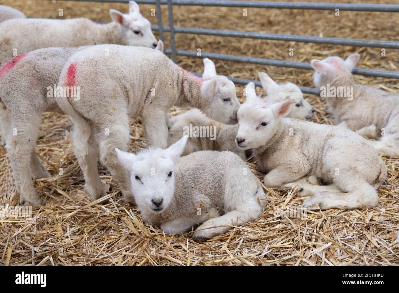 Troupeau de petits agneaux nouveau-nés dans la grange hollandaise Banque D'Images