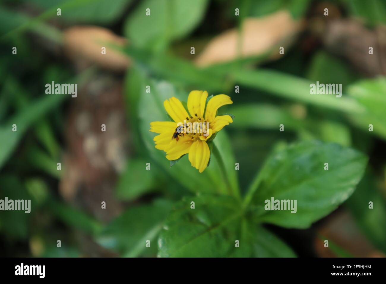Gros plan d'une abeille sans piqûre collectant le nectar d'un fleur de gratteuse jaune Banque D'Images