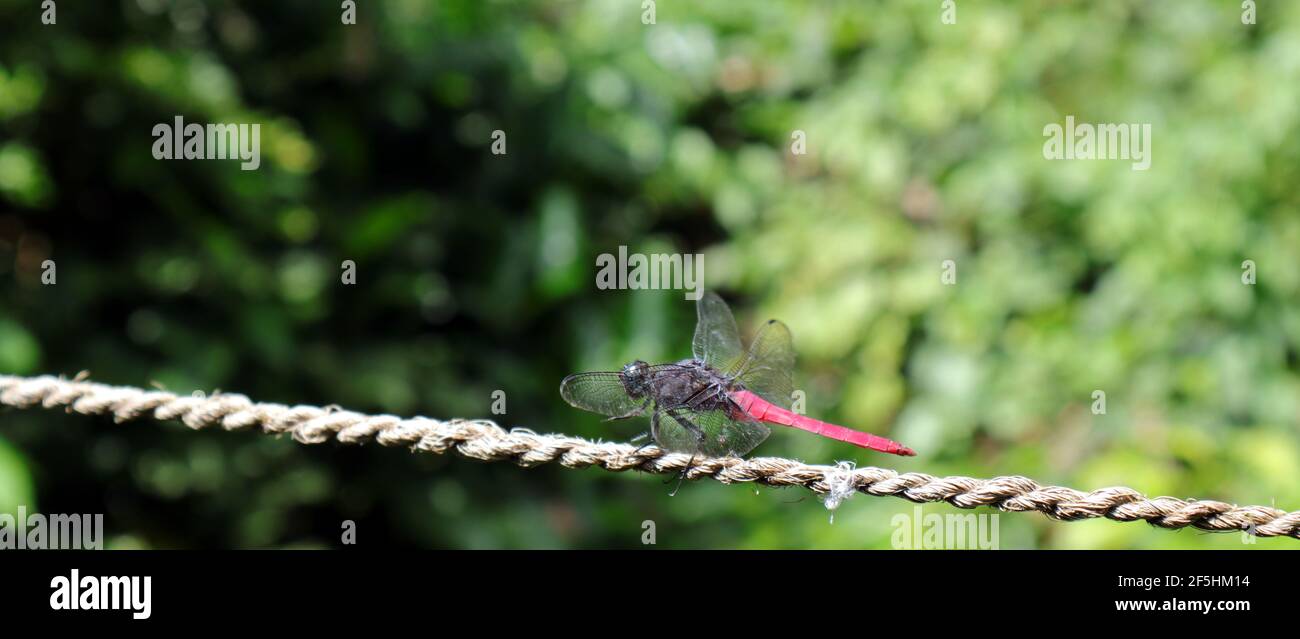 Vue latérale d'une libellule rouge reposant sur une corde par beau temps Banque D'Images