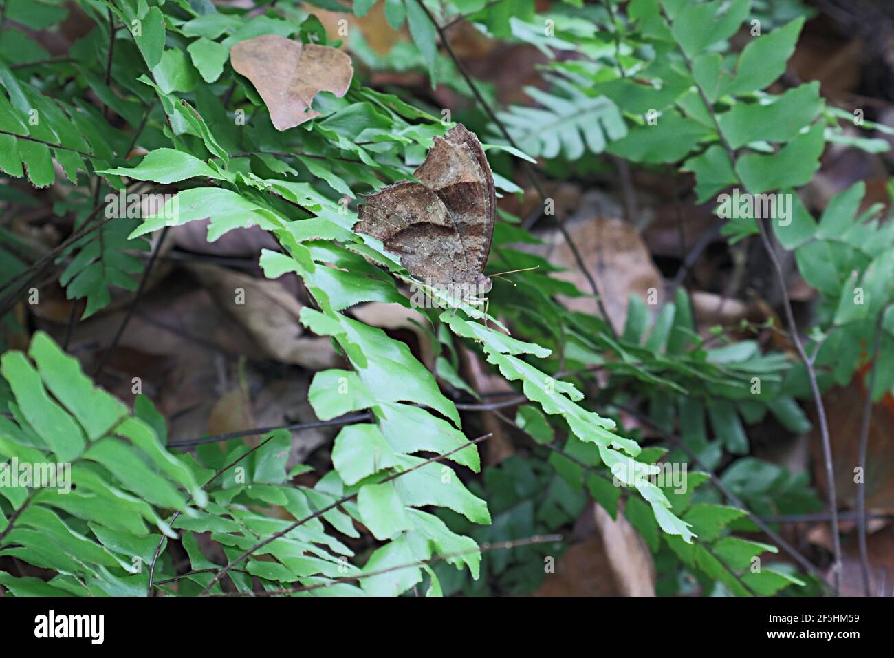 Un papillon commun brun de soirée sur la fronde de fougères avec fougères avant Banque D'Images
