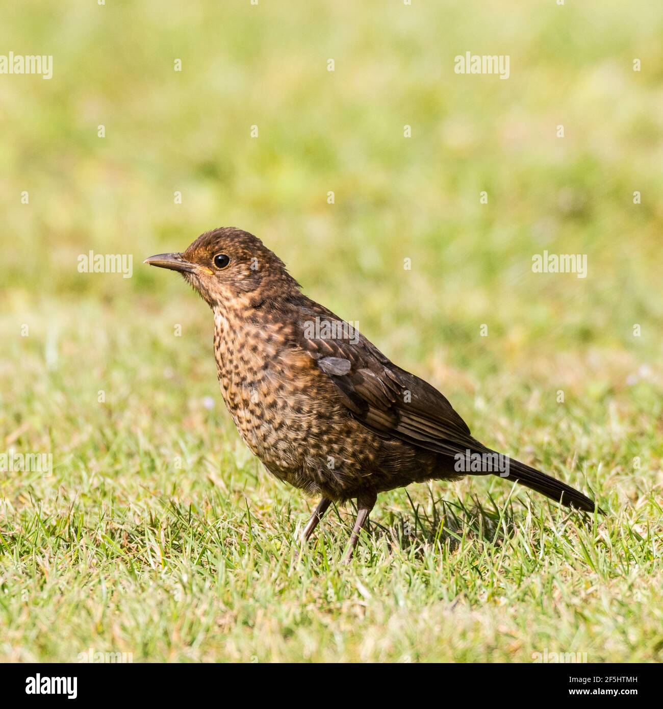 Une femelle Blackbird assise sur une pelouse (Turdus merula) Au Royaume-Uni Banque D'Images
