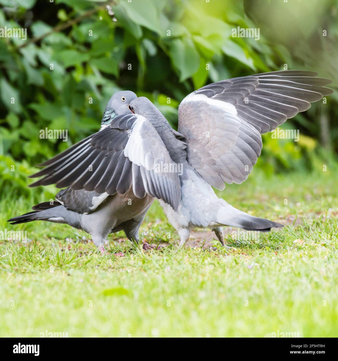 Un Woodpigeon (Columba palumbus) nourrissant ses jeunes au royaume-uni Banque D'Images