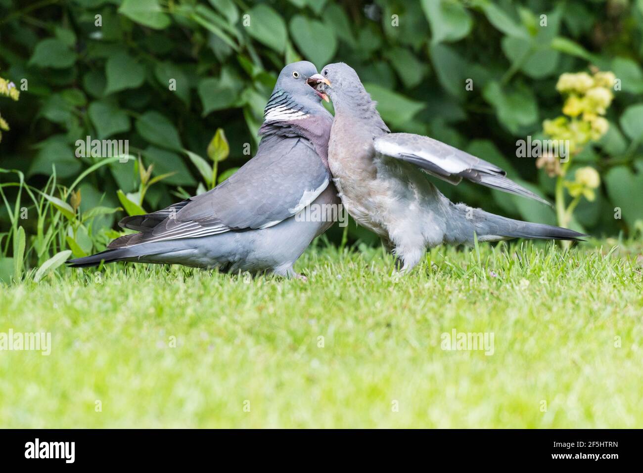 Un Woodpigeon (Columba palumbus) nourrissant ses jeunes au royaume-uni Banque D'Images