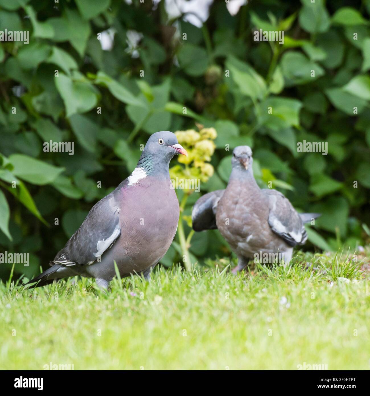 Un Woodpigeon (Columba palumbus) nourrissant ses jeunes au royaume-uni Banque D'Images