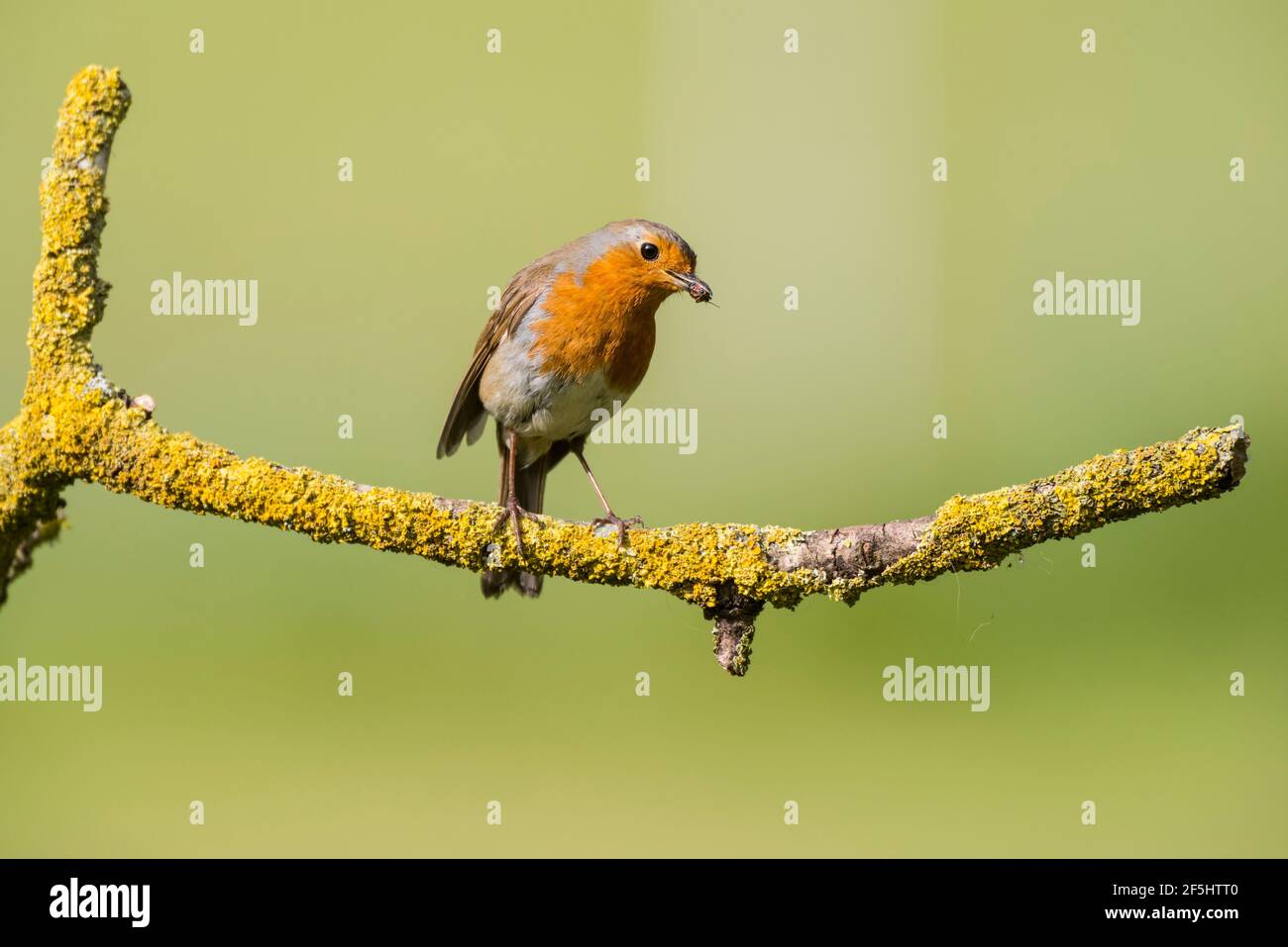 Un Robin (erithacus rubecula) au Royaume-Uni Banque D'Images