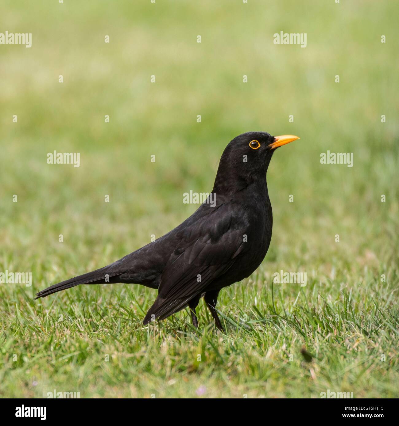 Un homme Blackbird assis sur une pelouse (Turdus merula) Au Royaume-Uni Banque D'Images