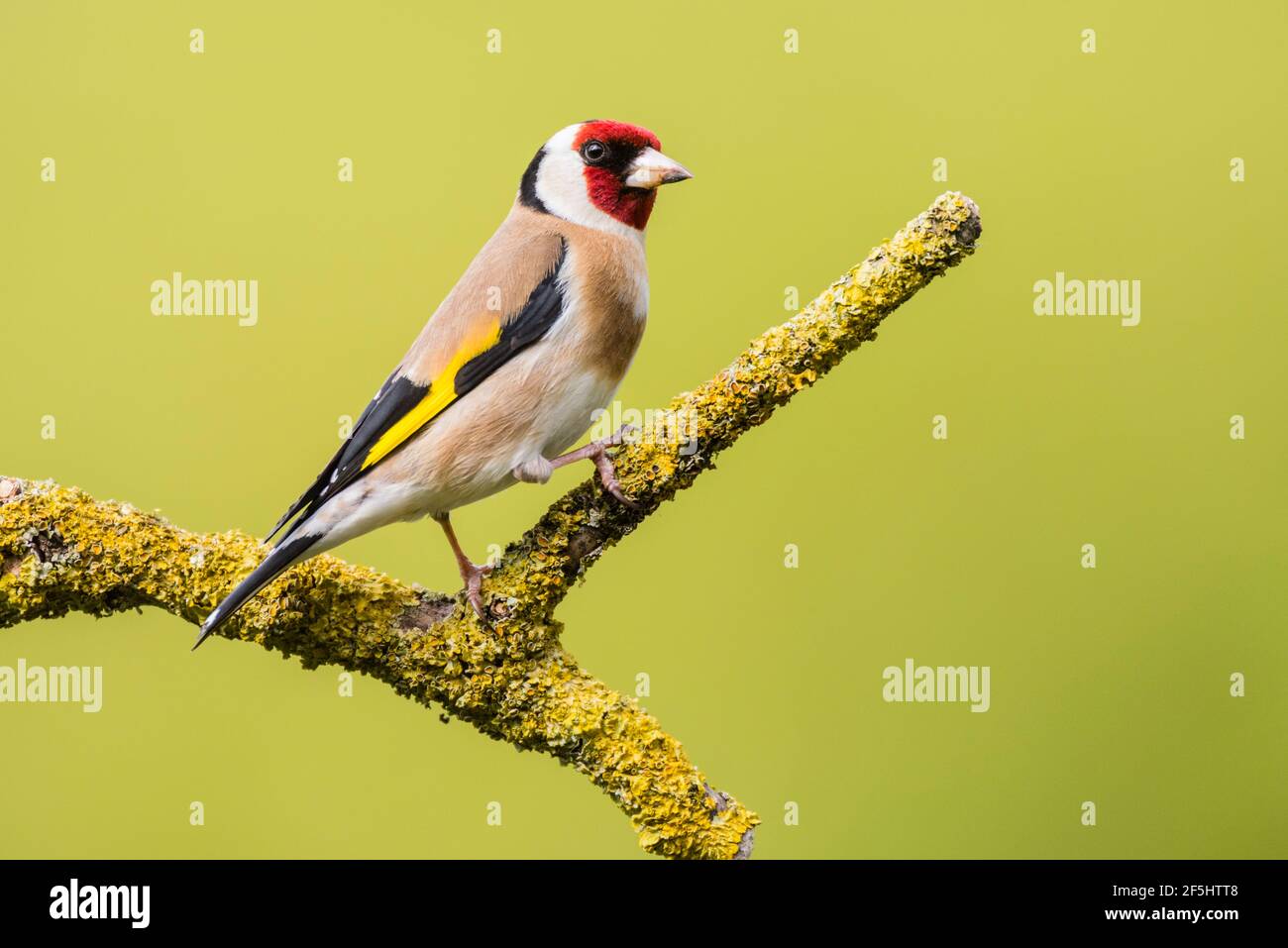 Un Chardonneret jaune (Carduelis carduelis) au Royaume-Uni Banque D'Images