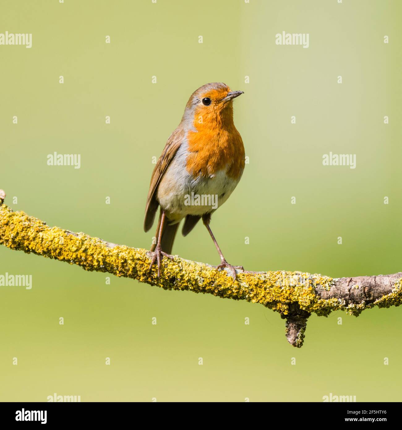 Un Robin (erithacus rubecula) au Royaume-Uni Banque D'Images