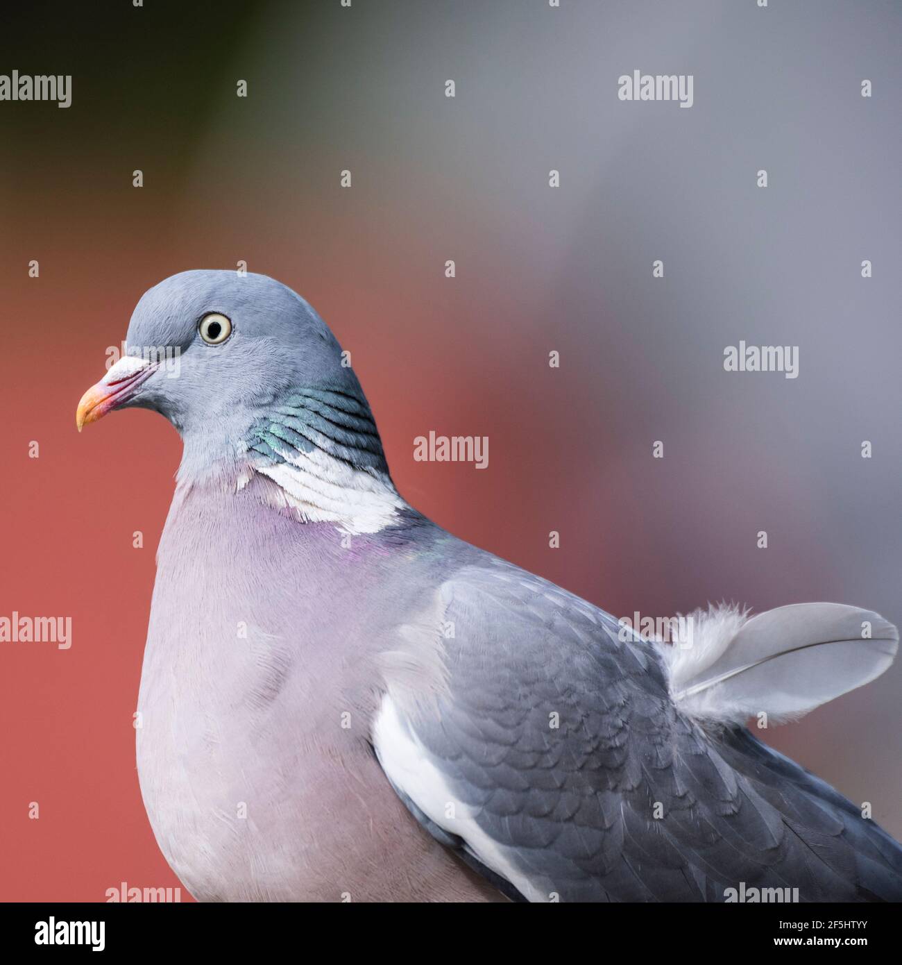 Un Woodpigeon (Columba palumbus) au royaume-uni Banque D'Images